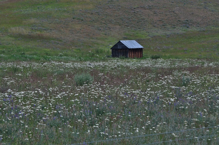 old shack and wildflowers
